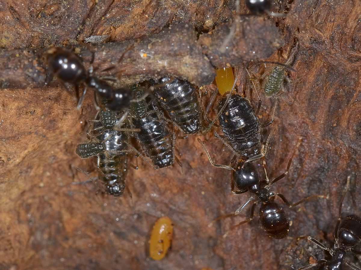 Altre Lasius fuliginosus con afide